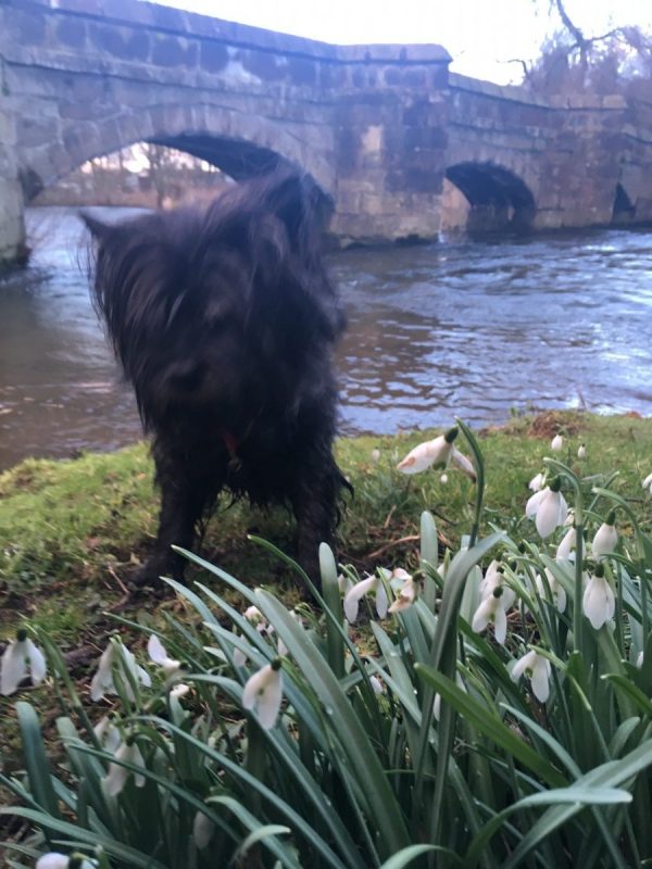 Snowdrops in the Spring at Bakewell